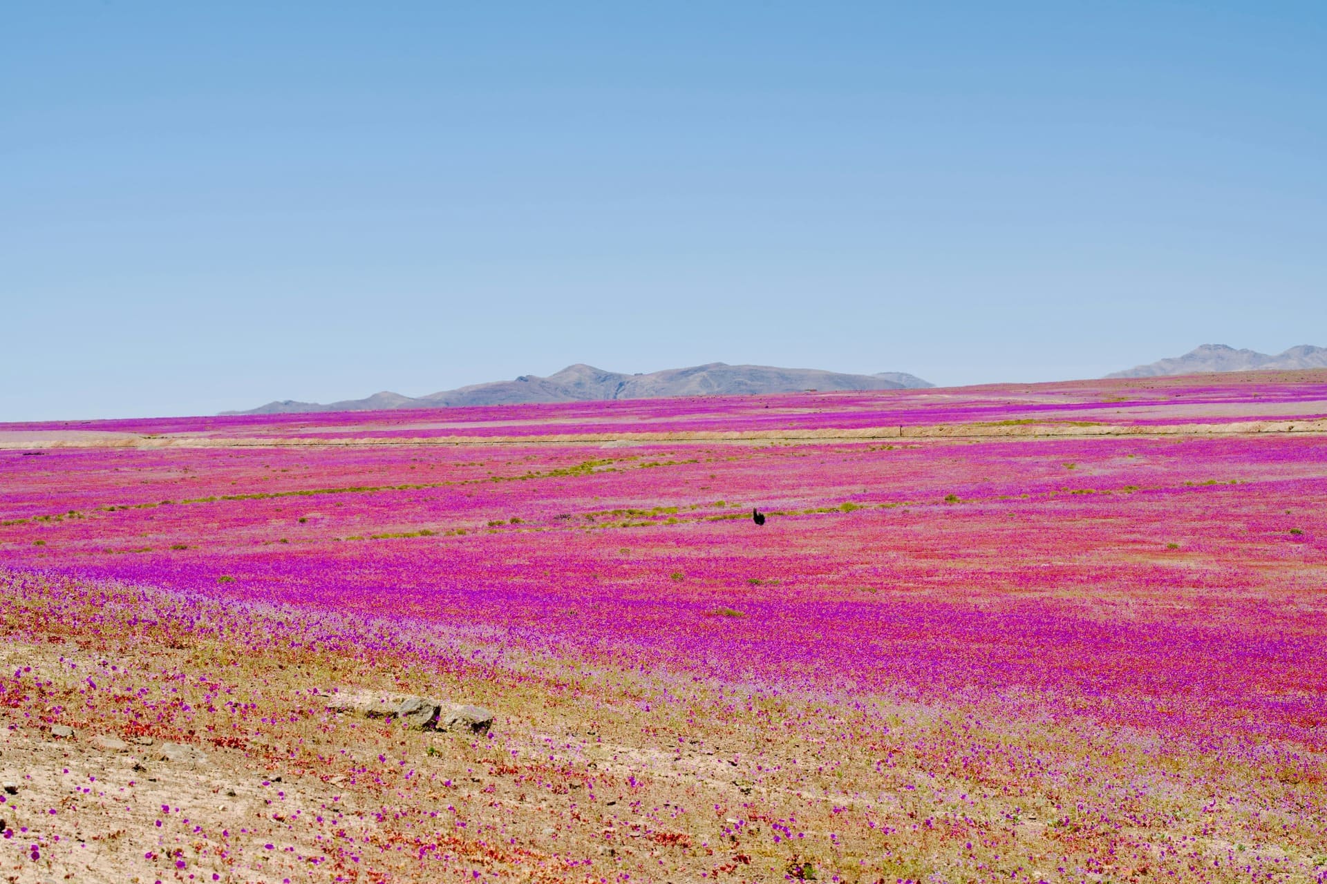 Nosotros paisaje pata de guanaco